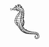 Seahorse Coloring Pages Printable Kids Fish Print sketch template