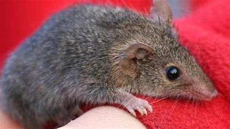 Meet The Antechinus A Mouse Like Aussie Marsupial That Kills Itself By