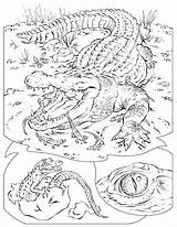 Crocodile Coloring Pages Printable Kids Reptiles Baby Color Crocodiles Krokodil Animal Print Popular Coloringhome Results sketch template