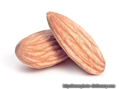 almond photopicture definition  photo dictionary almond word  phrase defined