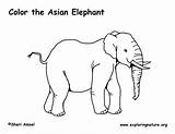 Elephant Asian Coloring Indian Elephants Pdf Graphics sketch template