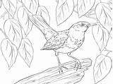 Coloring Thrush Pages Blackbird sketch template