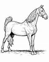 Coloring Morgan Horse Pages Getcolorings Ani Caba sketch template