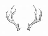 Antlers Drawing Draw Step Reindeer Deer Antler Drawings Horns Easy Sketch Tattoo Animal Tutsplus Graphite Nature Ink Skull Animals Pencil sketch template