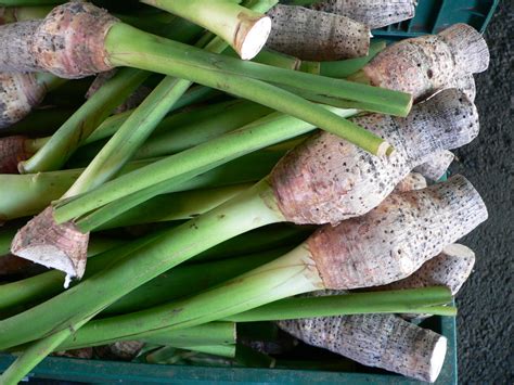 taro root colocasia esculenta arbi poi nutrition  health benefits hubpages