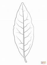 Laurel Coloring Leaf sketch template
