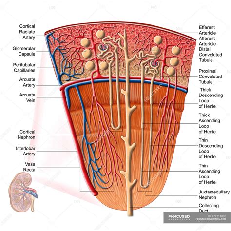 anatomy  human kidney function  labels collecting duct system efferent arterioles