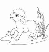 Coloring Lamb Hickory Dock Dickory доску выбрать Getdrawings раскраски Getcolorings sketch template