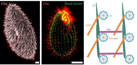 frontiers motile cilia innovation  insight  ciliate model organisms
