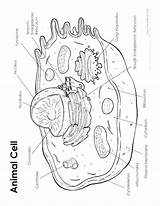 Getcolorings Photosynthesis Colorings Lysosomes Getdrawings Nucleus sketch template