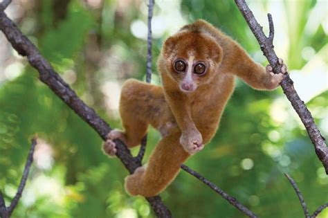 slow loris primates loris