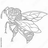Zentangle Insect Stylized Ape Stilizzato Bumblebee Antistress Insetto Fantasy Illustrazioni sketch template
