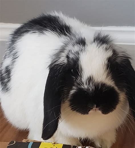 holland lop rabbits  sale frenchmans creek drive triangle nc