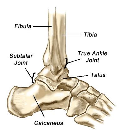 ankle fractures dr samuel  carter md