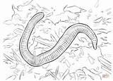 Coloring Fun Earthworm Click sketch template
