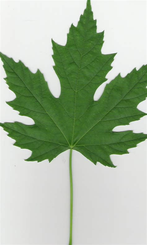 sugar maple tree leaf images pictures becuo