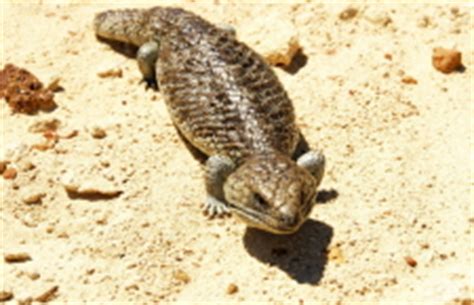 australian lizards