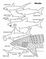 Shark Coloring Pages Whale Sharks Printable Great Basking Tiger Lavagirl Print Colouring Color Sharkboy Getcolorings Getdrawings Printing Octonauts Exploringnature Colorings sketch template