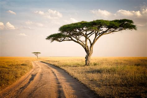 lets travel  world serengeti national park