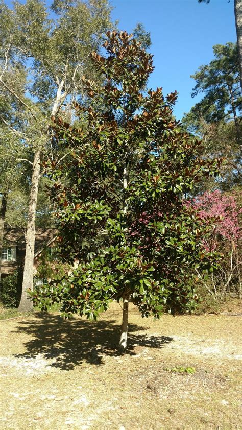 native magnolias tallahasseecom community blogs