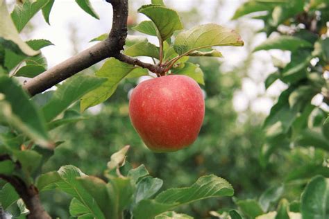 long     apple tree  grow discover  timeline  tasty apples