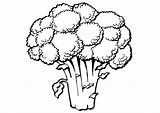 Clipart Broccoli Coloring Drawing Outline Pages Vegetable Clip Para Drawings Colorir Edupics Webstockreview Large sketch template