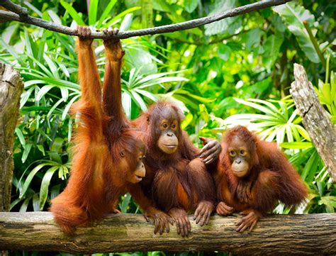 species  orangutans worldatlas