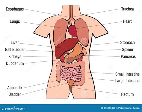 organs human anatomy chart names stock vector illustration  learn digestiv