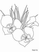 Coloring Pages Flowers Lily Sego Realistic Plants Advertisement Coloringpagebook sketch template