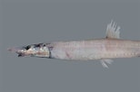 Image result for "aldrovandia Affinis". Size: 154 x 102. Source: fishesofaustralia.net.au