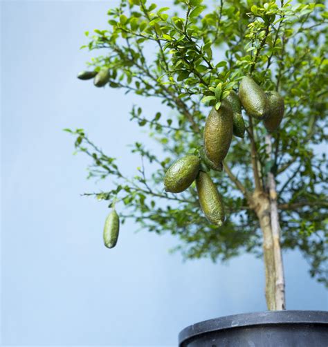 How To Grow Finger Lime Trees In Pots No Matter Where You Live