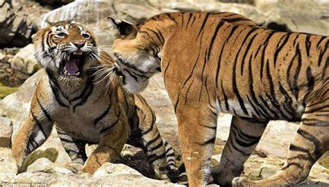 tiger brawl  waterhole  ranthambore national park