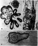 Afbeeldingsresultaten voor "aulokleptes Flosculus". Grootte: 150 x 183. Bron: www.researchgate.net