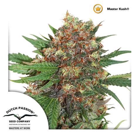 buy cannabis seeds dutch passion master kush pack of 5