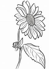 Sunflower Girasol Drawing Blumen Malvorlagen Sonnenblume Sonnenblumen Svg Drawings Kunst Dxf Books sketch template