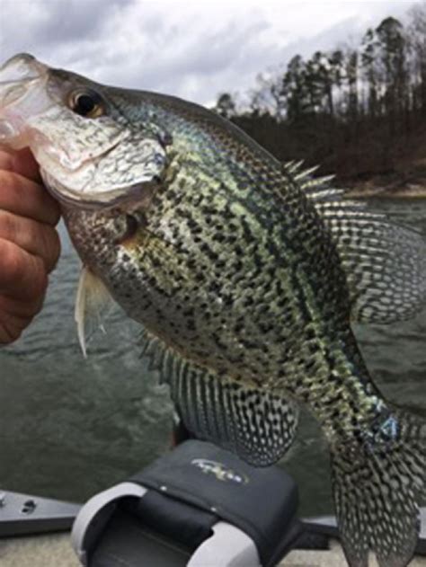 crappie fever