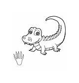 Crocodile Coloring Pages Paw Vector Print Royalty sketch template