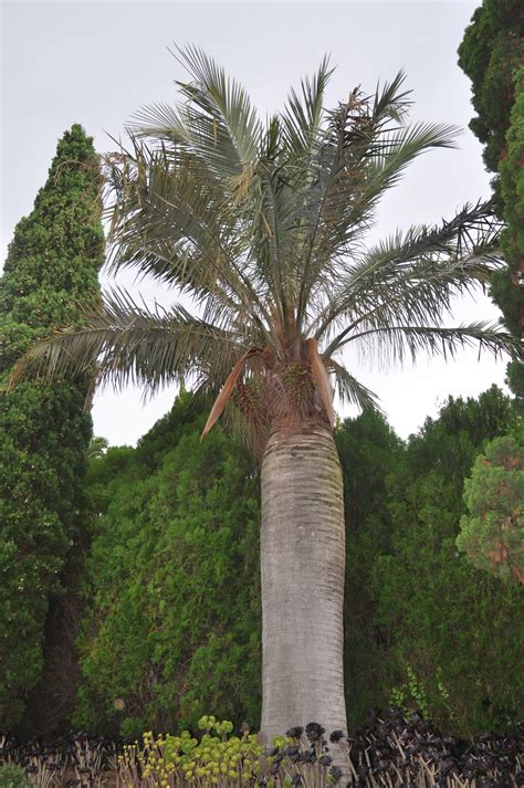 jubaea chilensis arecaceae image   plantsystematicsorg