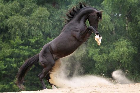 arabier paard google zoeken horses pinterest search  google