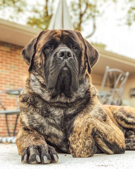 huge facts  wonderful english mastiffs bull mastiff dogs giant dog breeds english