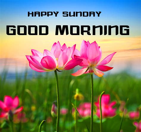 happy sunday good morning hd images share  day wishes