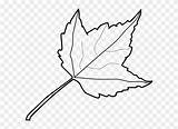 Leaf Outline Maple Clip Coloring Vector Tree Book Clipart Getdrawings sketch template