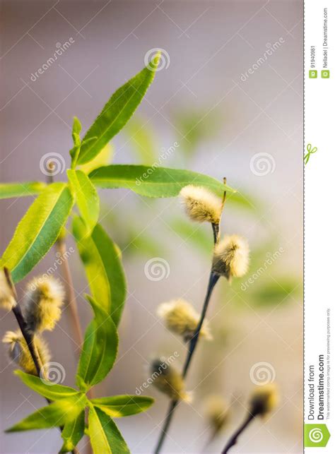 pussy willow branches close up stock image image of multi leave