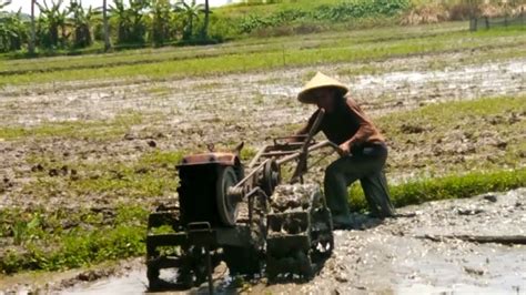 traktor tua tl menggarap  lahan lumpur  gunakan mesin diesel