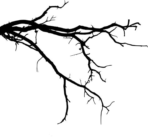 ideas  coloring tree branch silhouette
