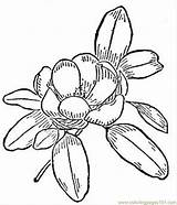 Magnolia Coloring Flower Printable Flowers Pages Online Color Vector Natural Getdrawings Getcolorings sketch template
