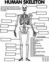 Coloring Human Anatomy Skeleton Circulation Pulmonary Heart sketch template