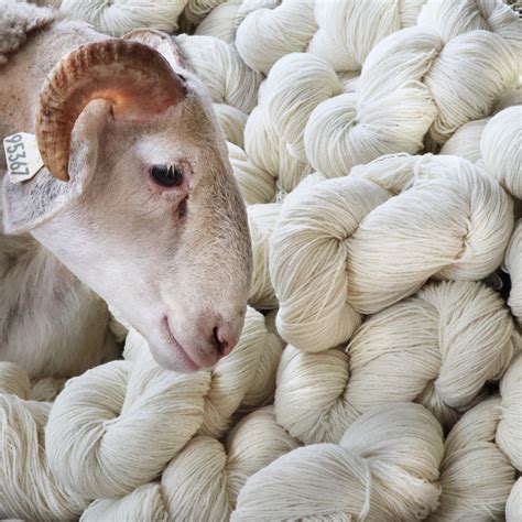 la tonte de mouton laines paysannes fait pour le bien etre de lanimal