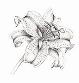 Lily Stargazer Drawing Lilly Flower Lilies Tattoos Tattoo Drawings Sketch Pencil Tiger Coloring Flowers Draw Star Realistic Sjoden Designs Graphite sketch template