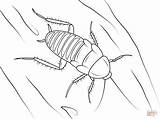 Cockroach Cucaracha Kakerlake Colorear Ausmalbild Gestreifte Supercoloring Hissing Madagascar sketch template